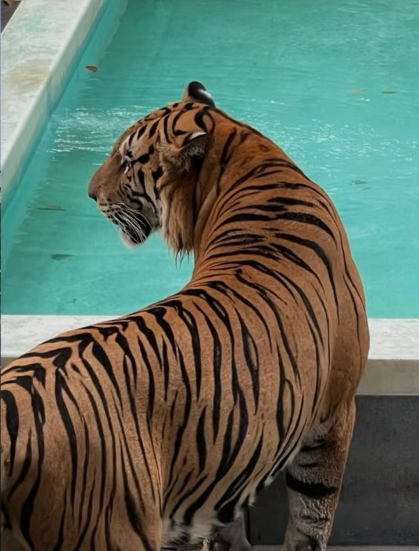 老虎園 | 去趣 chicTrip