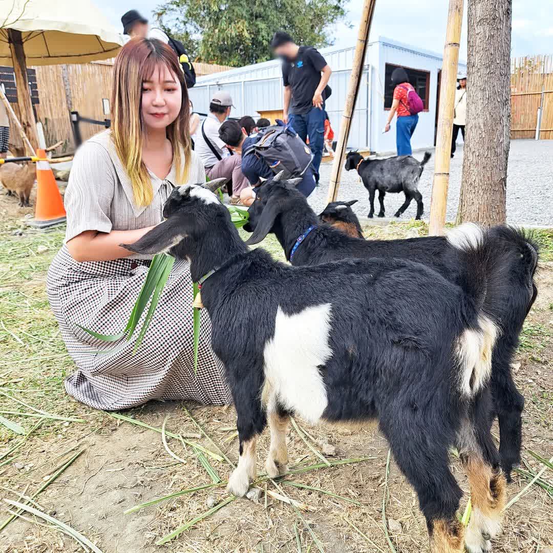墾丁鹿ㄦ島水豚生態園區 | 去趣 chicTrip