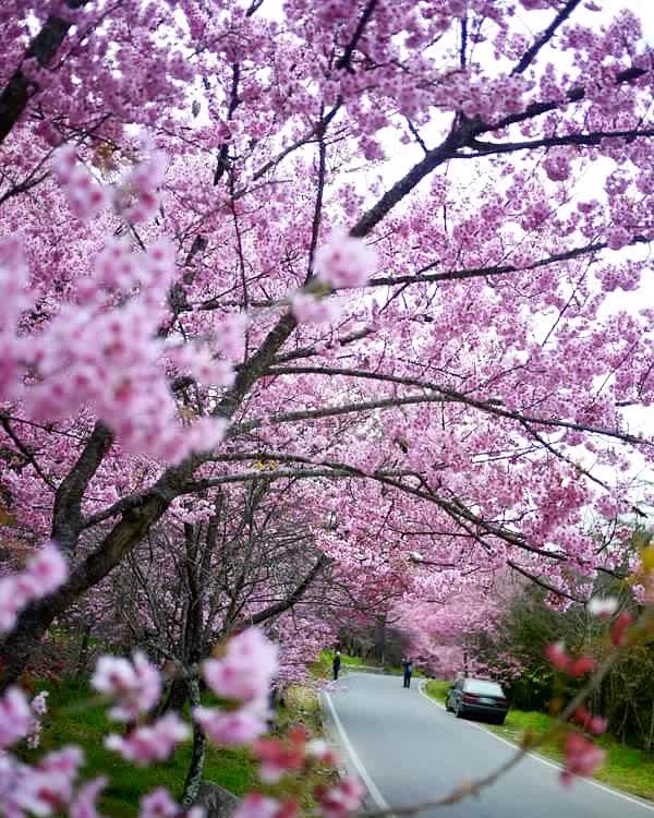 武陵農場 | 去趣 chicTrip