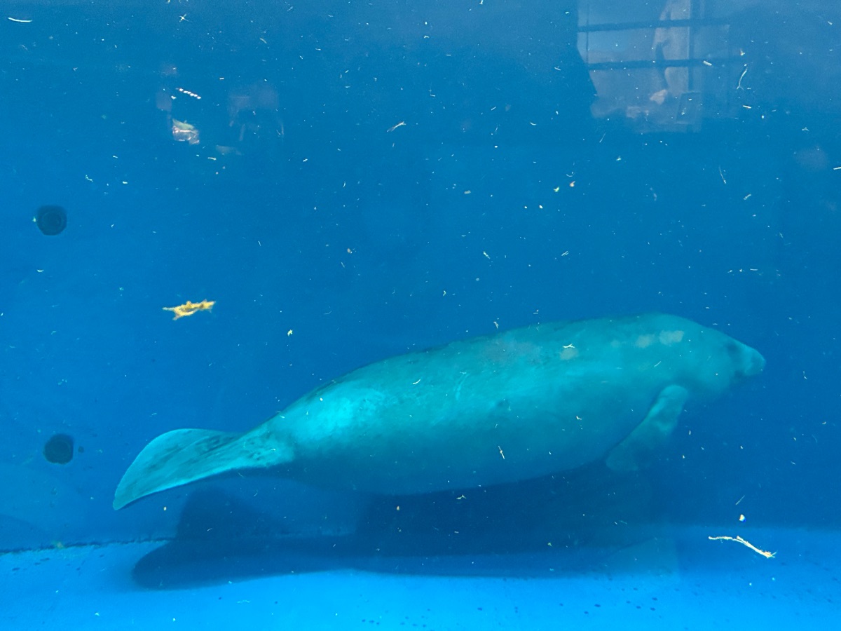 鳥羽水族館 | 去趣 chicTrip