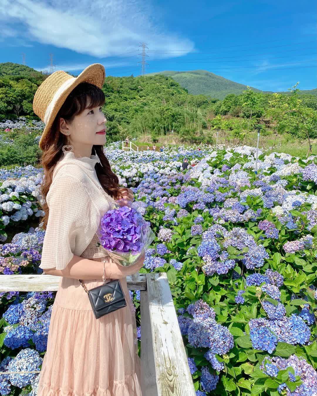 高家繡球花田-萬里第三園區2025年預計4月底開始至7月底 | 去趣 chicTrip