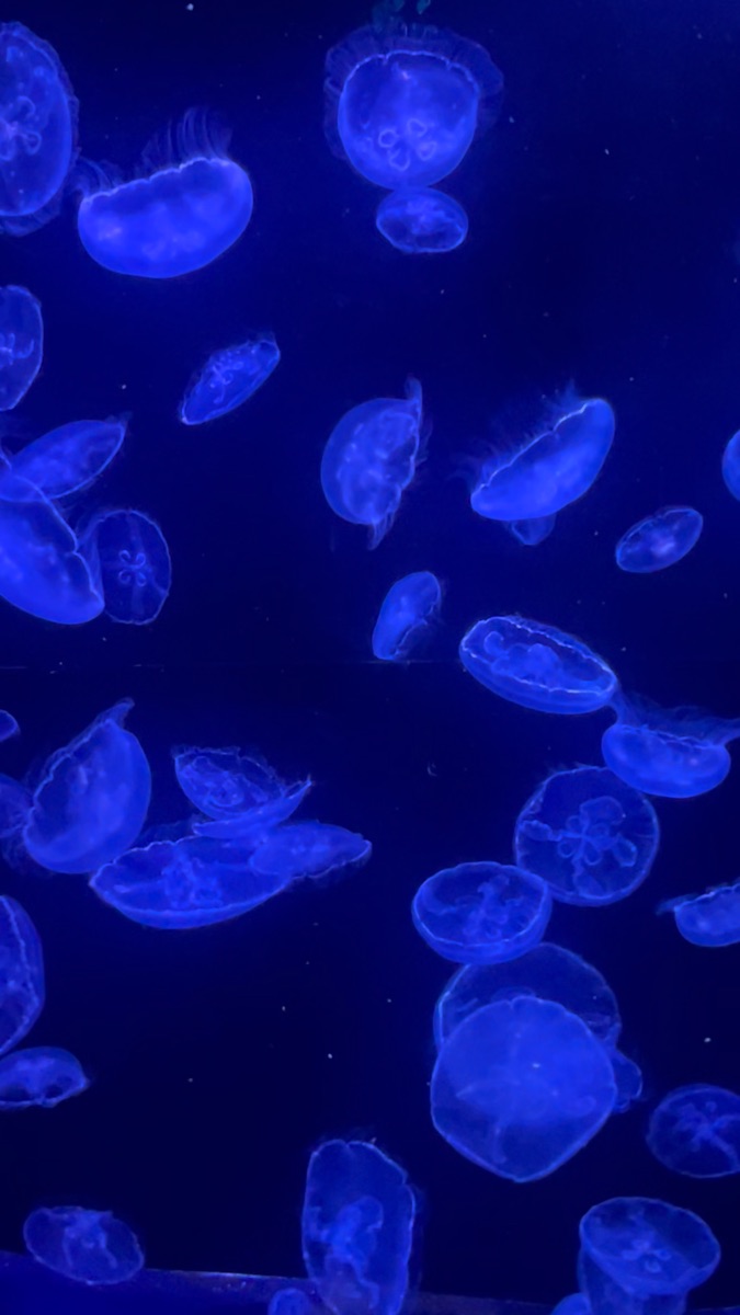 沖繩美麗海水族館 | 去趣 chicTrip