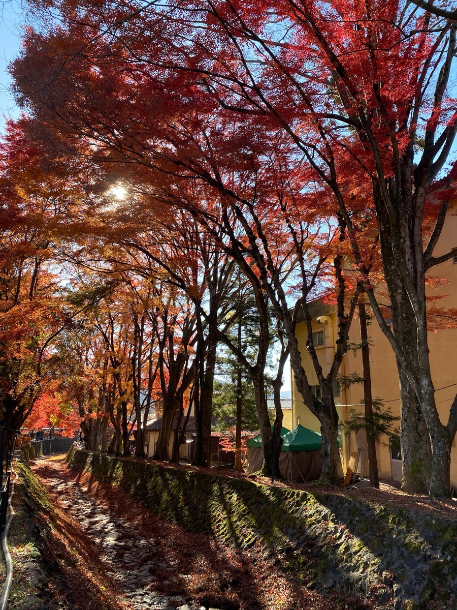 河口湖楓葉迴廊 | 去趣 chicTrip