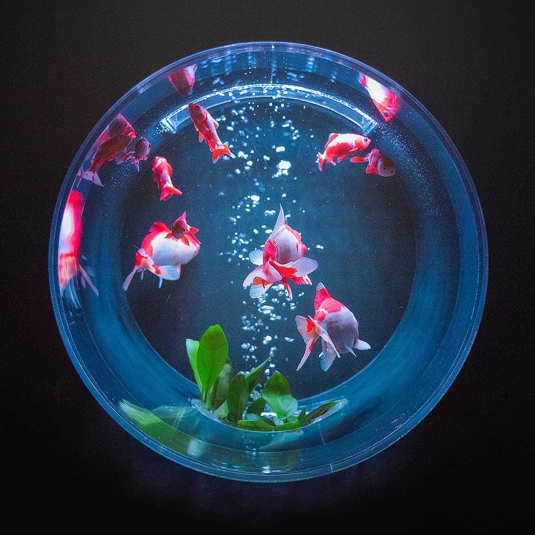 ART AQUARIUM MUSEUM 銀座金魚美術館 | 去趣 chicTrip