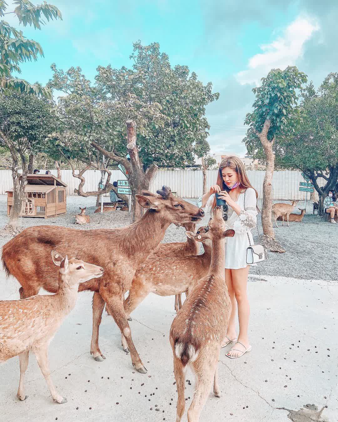 鹿境梅花鹿生態園區丨門票消費最高折抵140丨梅花鹿、水豚互動餵食丨室內親子DIY區丨親子遊戲區丨甜鹹輕食霜淇淋供應丨超可愛獨家紀念品丨奶茶、咖啡好喝 | 去趣 chicTrip