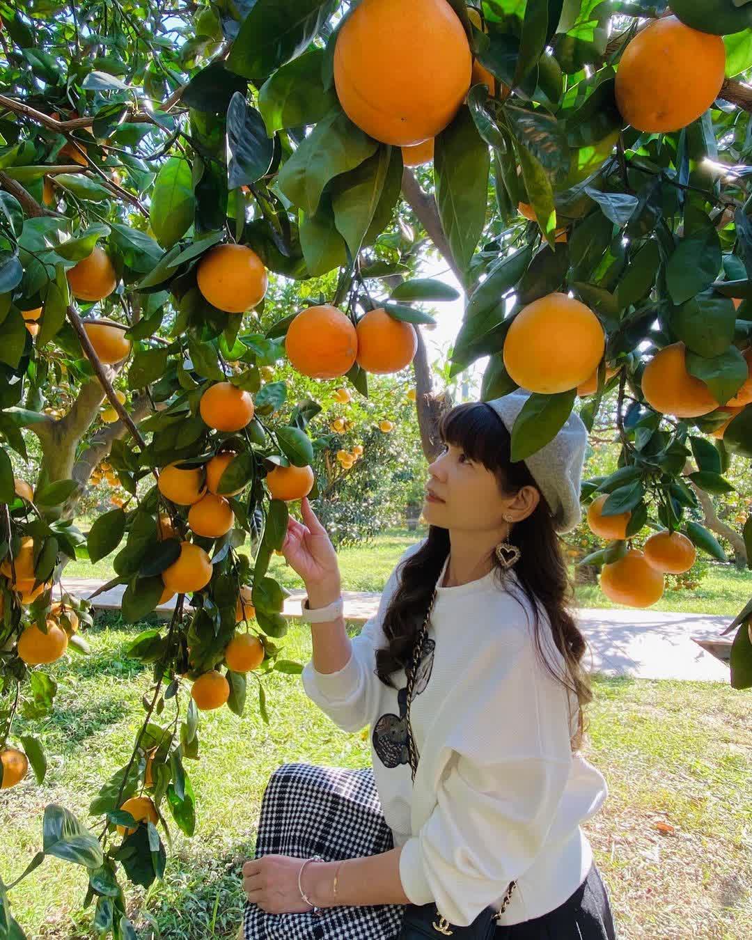 橙香森林 | 去趣 chicTrip