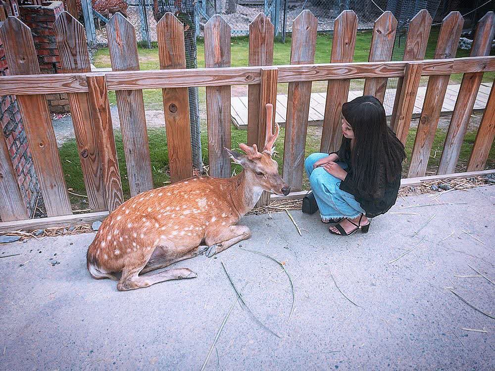 鹿境梅花鹿生態園區丨門票消費最高折抵140丨梅花鹿、水豚互動餵食丨室內親子DIY區丨親子遊戲區丨甜鹹輕食霜淇淋供應丨超可愛獨家紀念品丨奶茶、咖啡好喝 | 去趣 chicTrip