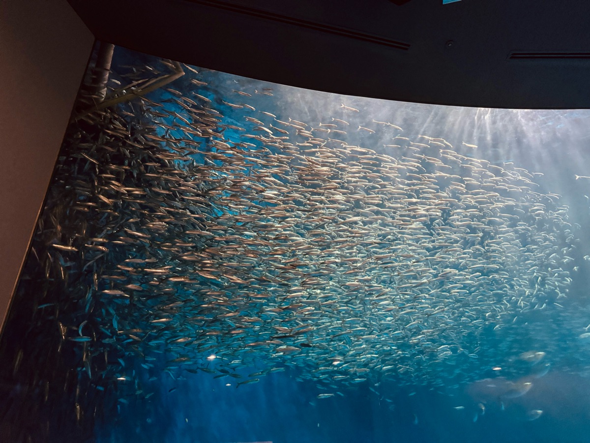名古屋港水族館 | 去趣 chicTrip