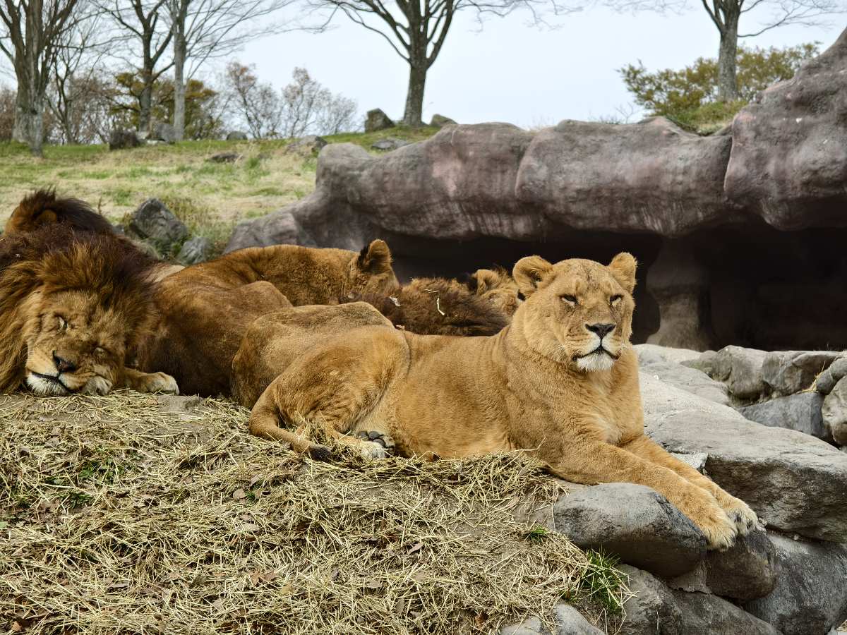 九州自然動物園 | 去趣 chicTrip