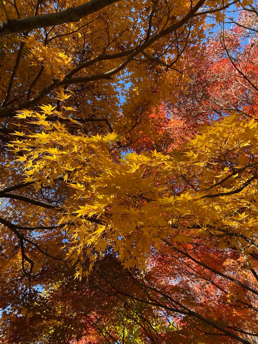 河口湖楓葉迴廊 | 去趣 chicTrip