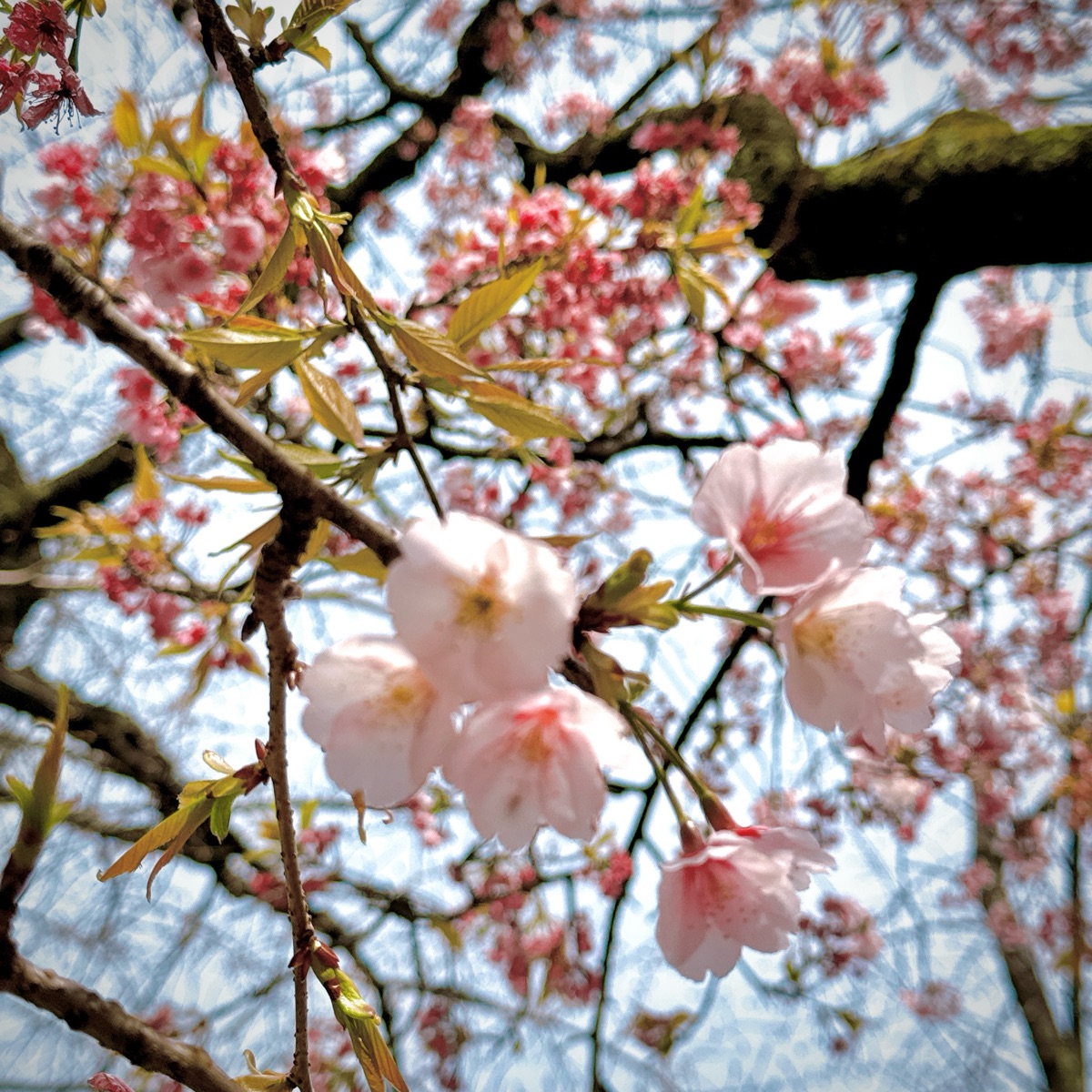 Yasukuni-jinja Shrine | 去趣 chicTrip