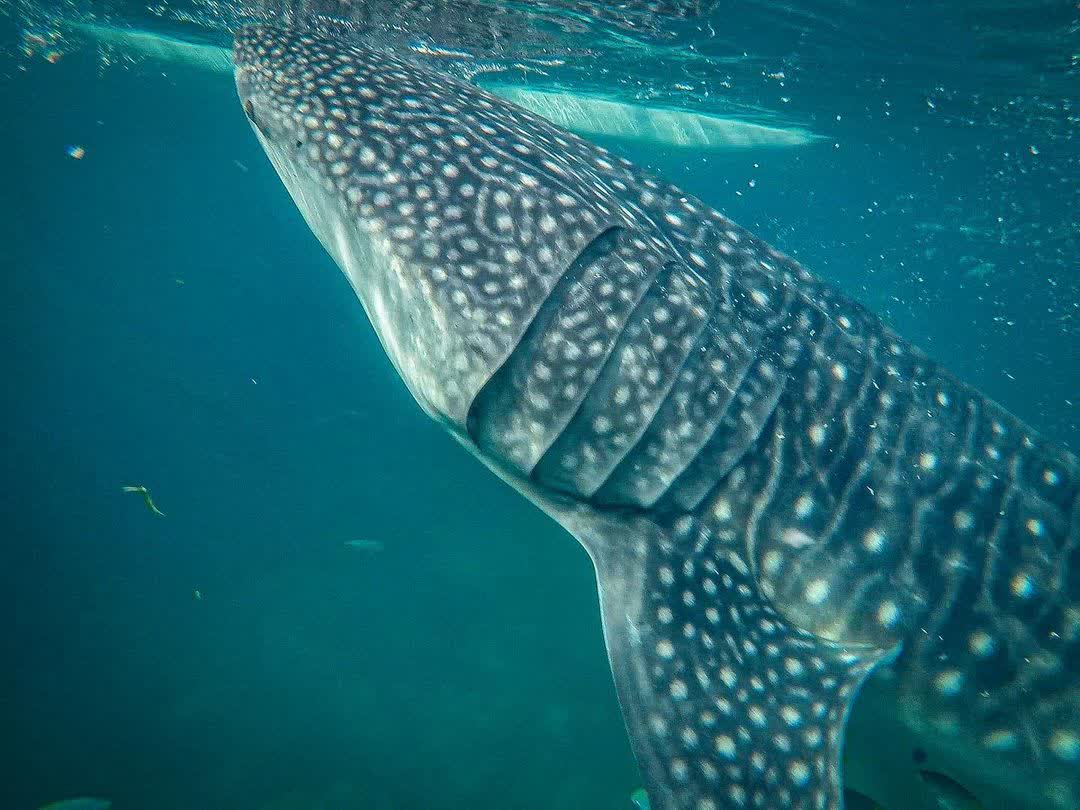 歐斯陸鯨鯊村 | 去趣 chicTrip