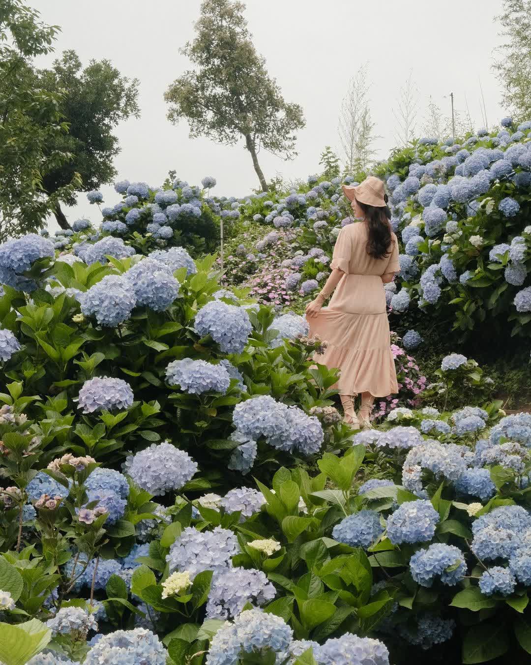 高家繡球花田-萬里第三園區2025年預計4月底開始至7月底 | 去趣 chicTrip
