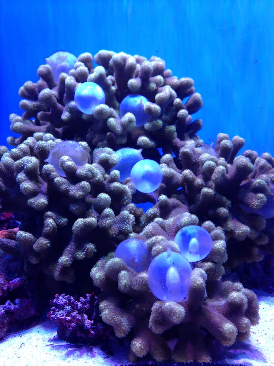 沖繩美麗海水族館 | 去趣 chicTrip