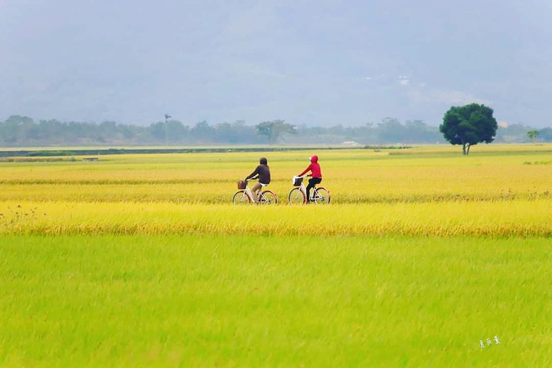 臺東池上錦新三號道路 伯朗大道 | 去趣 chicTrip