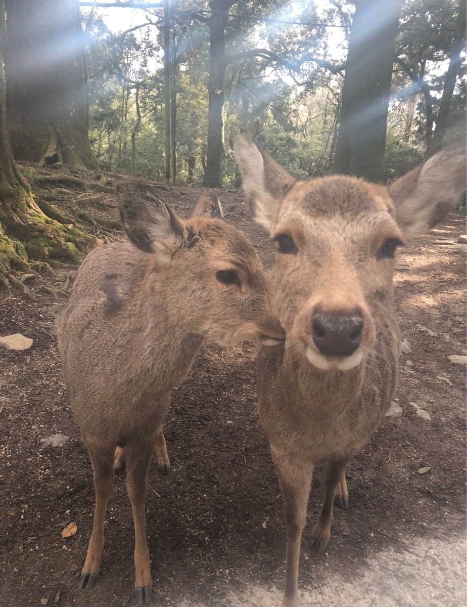 奈良公園 | 去趣 chicTrip