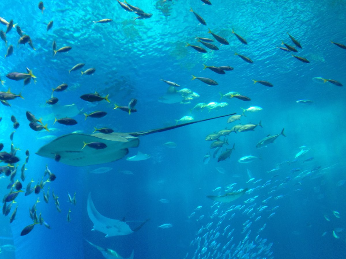 沖繩美麗海水族館 | 去趣 chicTrip