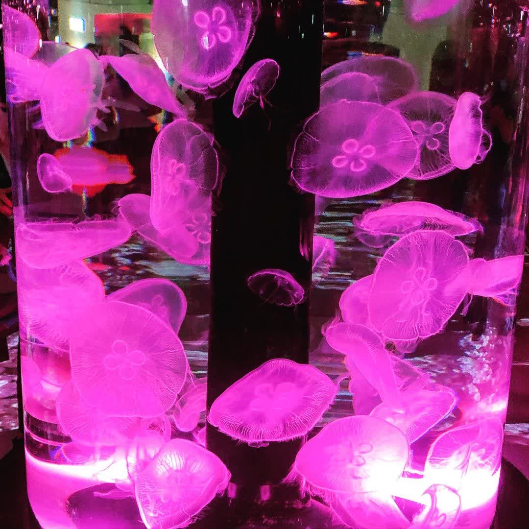 Xpark 水族館 | 去趣 chicTrip