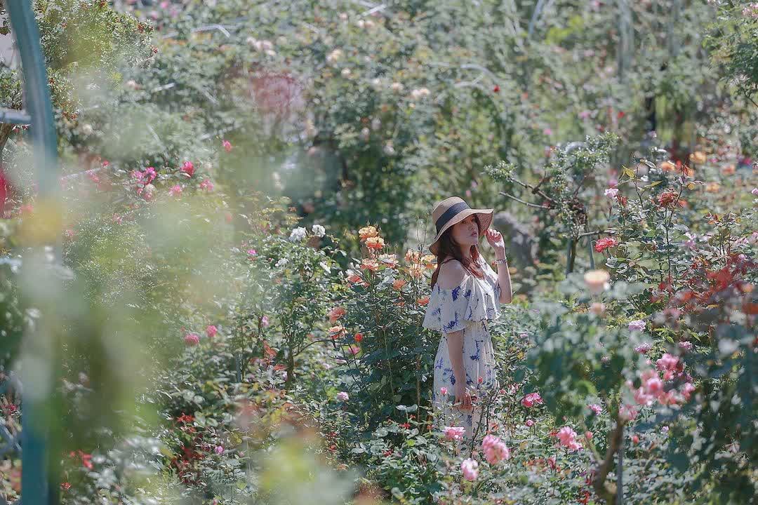 雅聞七里香玫瑰森林 | 去趣 chicTrip