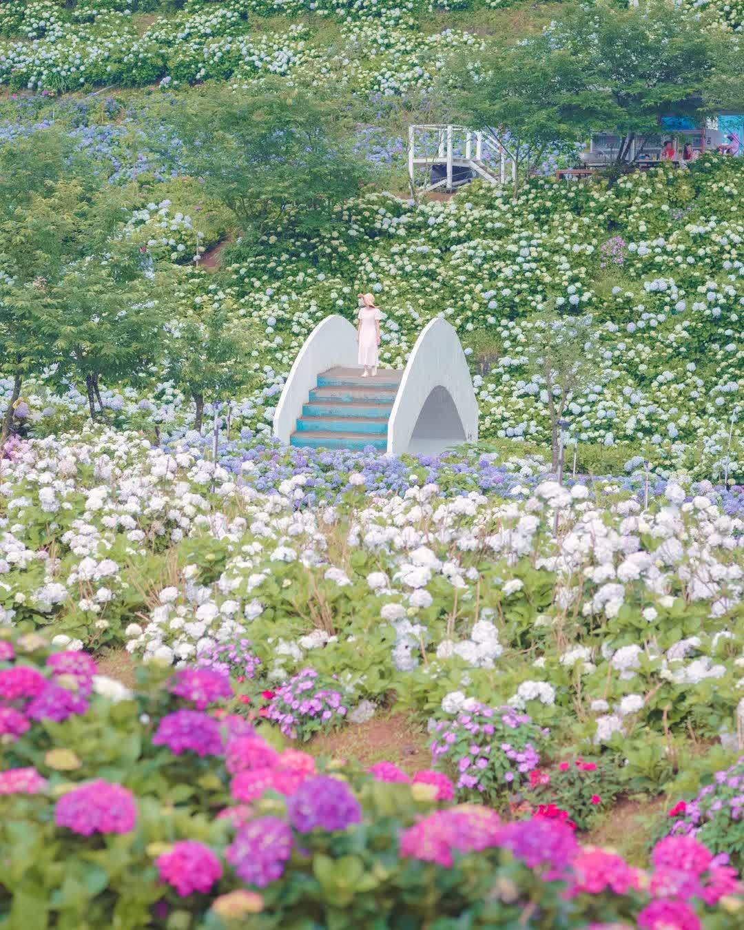 高家繡球花田-萬里第三園區2025年預計4月底開始至7月底 | 去趣 chicTrip
