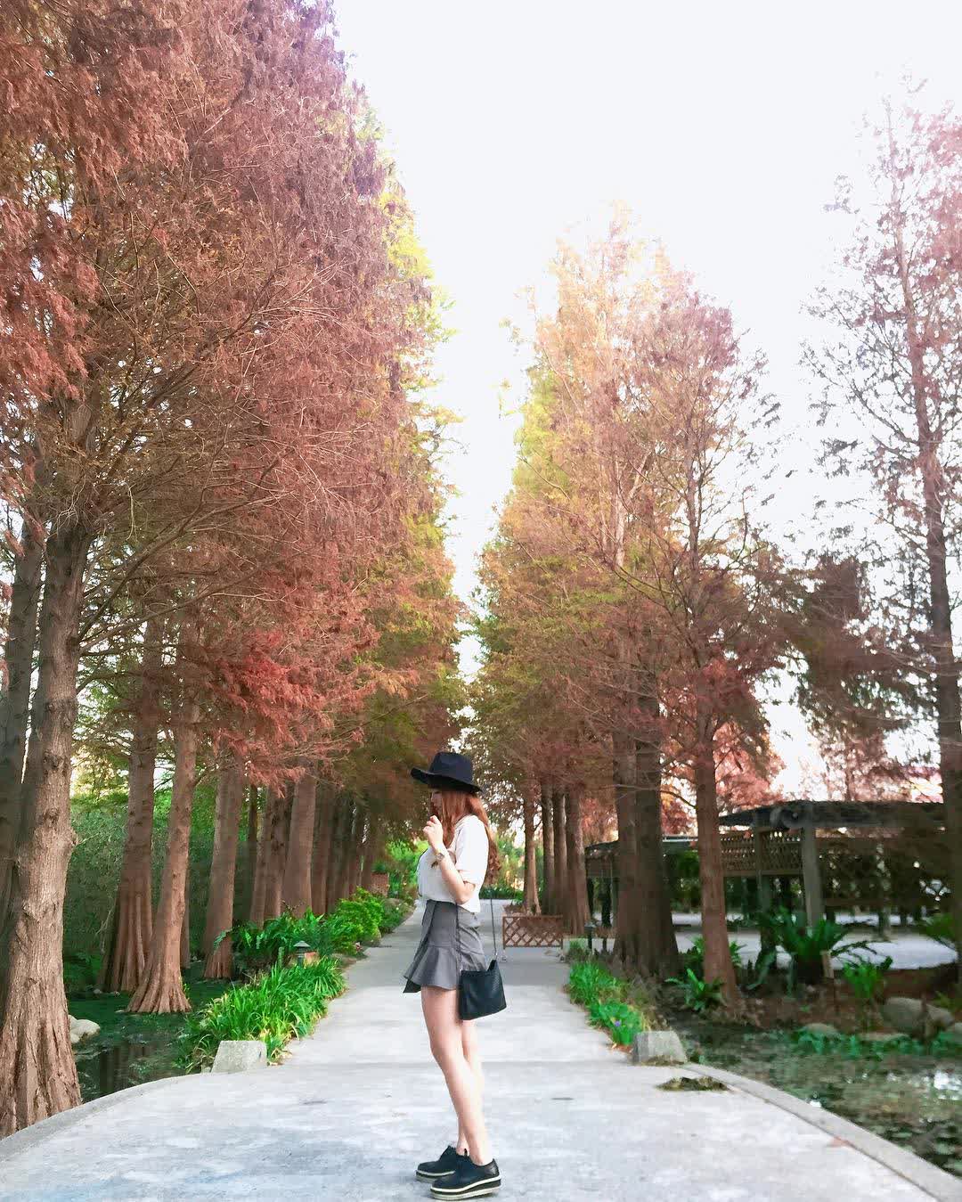 菁芳園 落羽松景觀餐廳 | 去趣 chicTrip