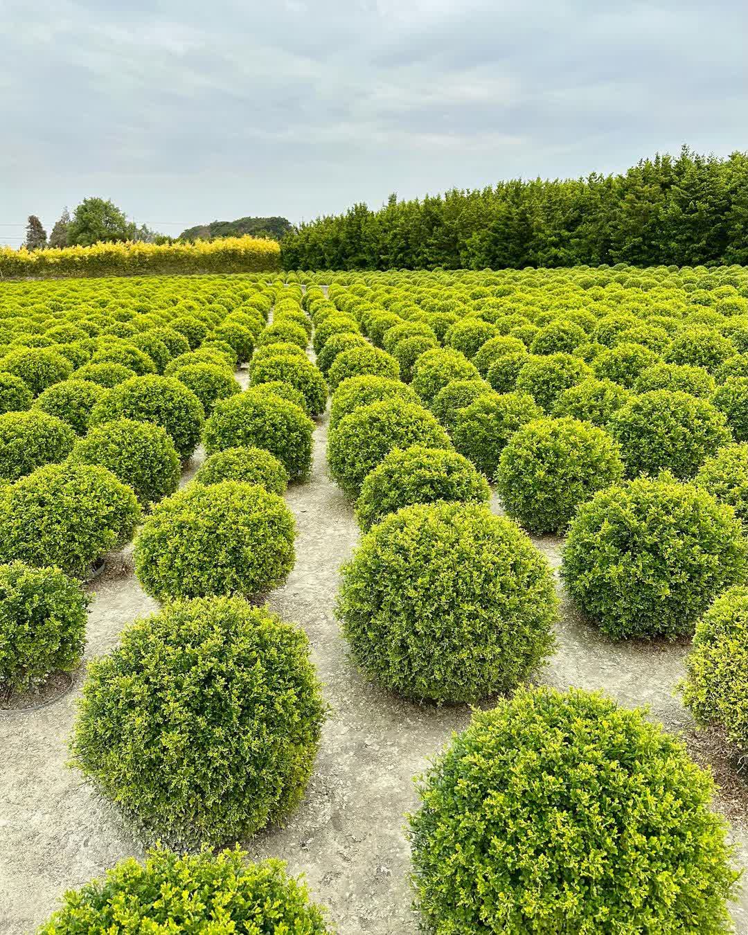 彰化田尾波波草 | 去趣 chicTrip