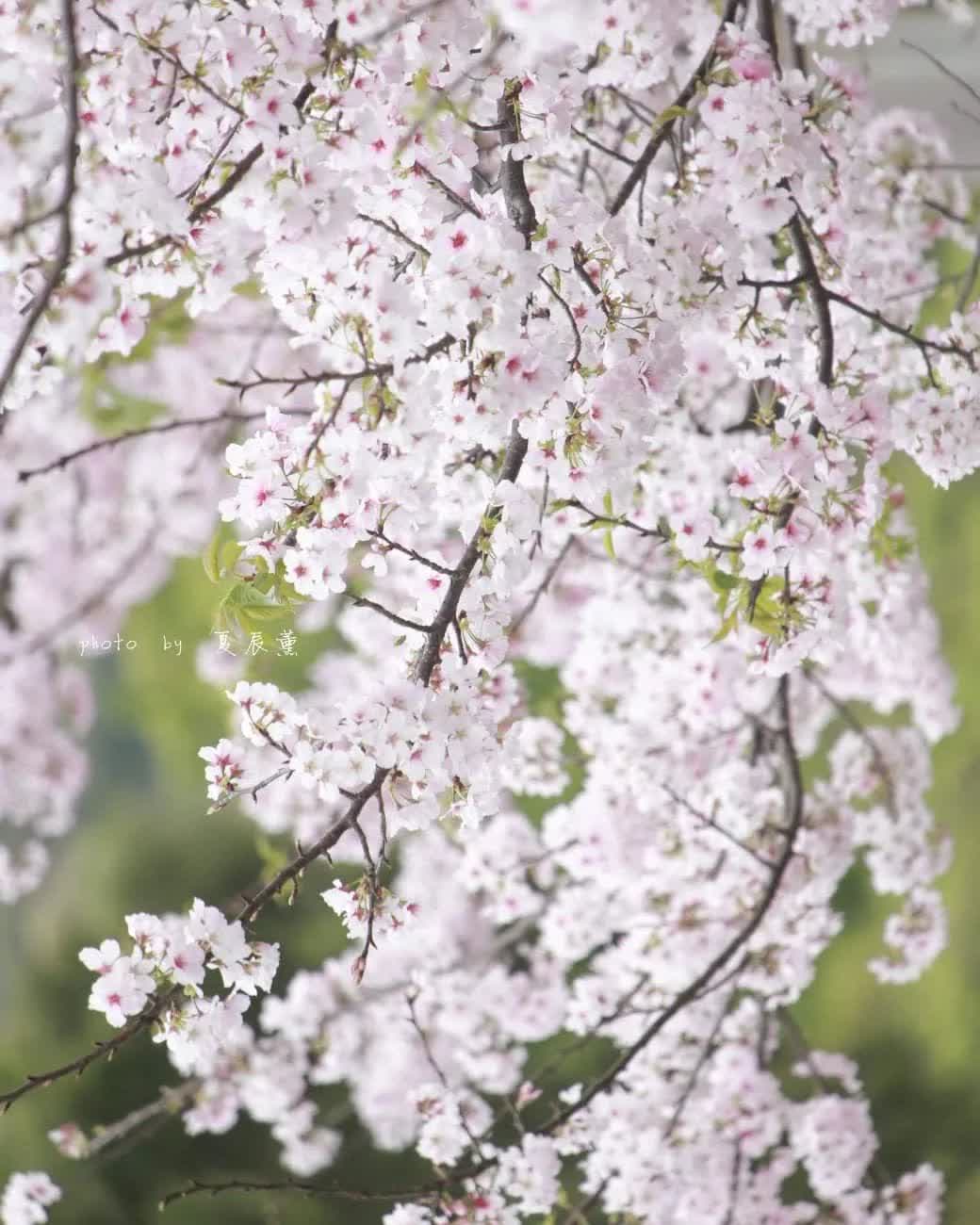 陽明山國家公園 | 去趣 chicTrip