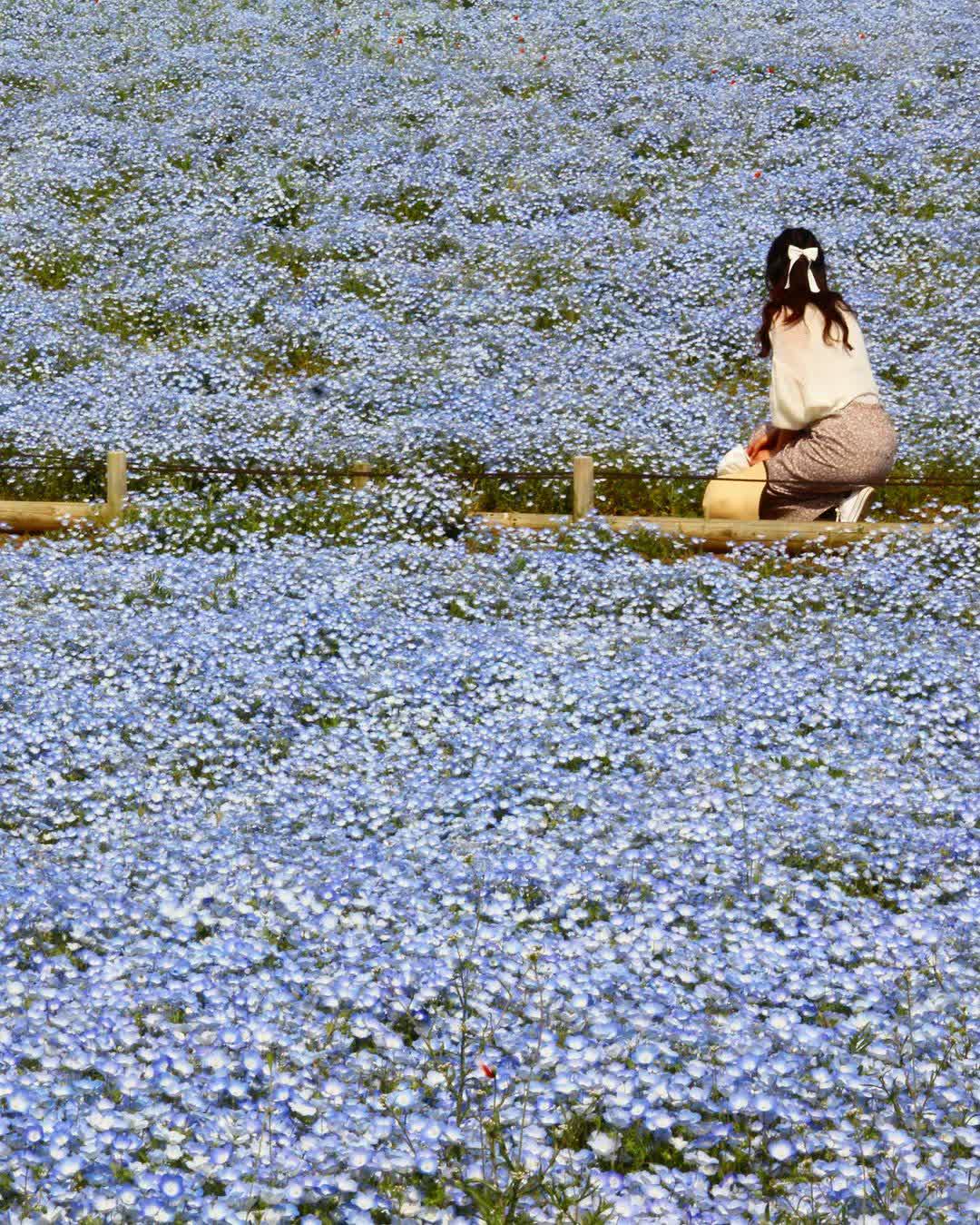 國營常陸海濱公園 | 去趣 chicTrip