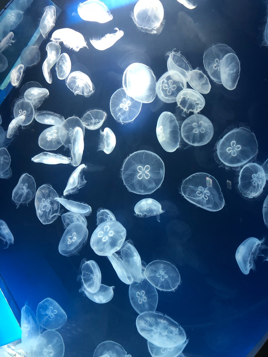 Xpark 水族館 | 去趣 chicTrip