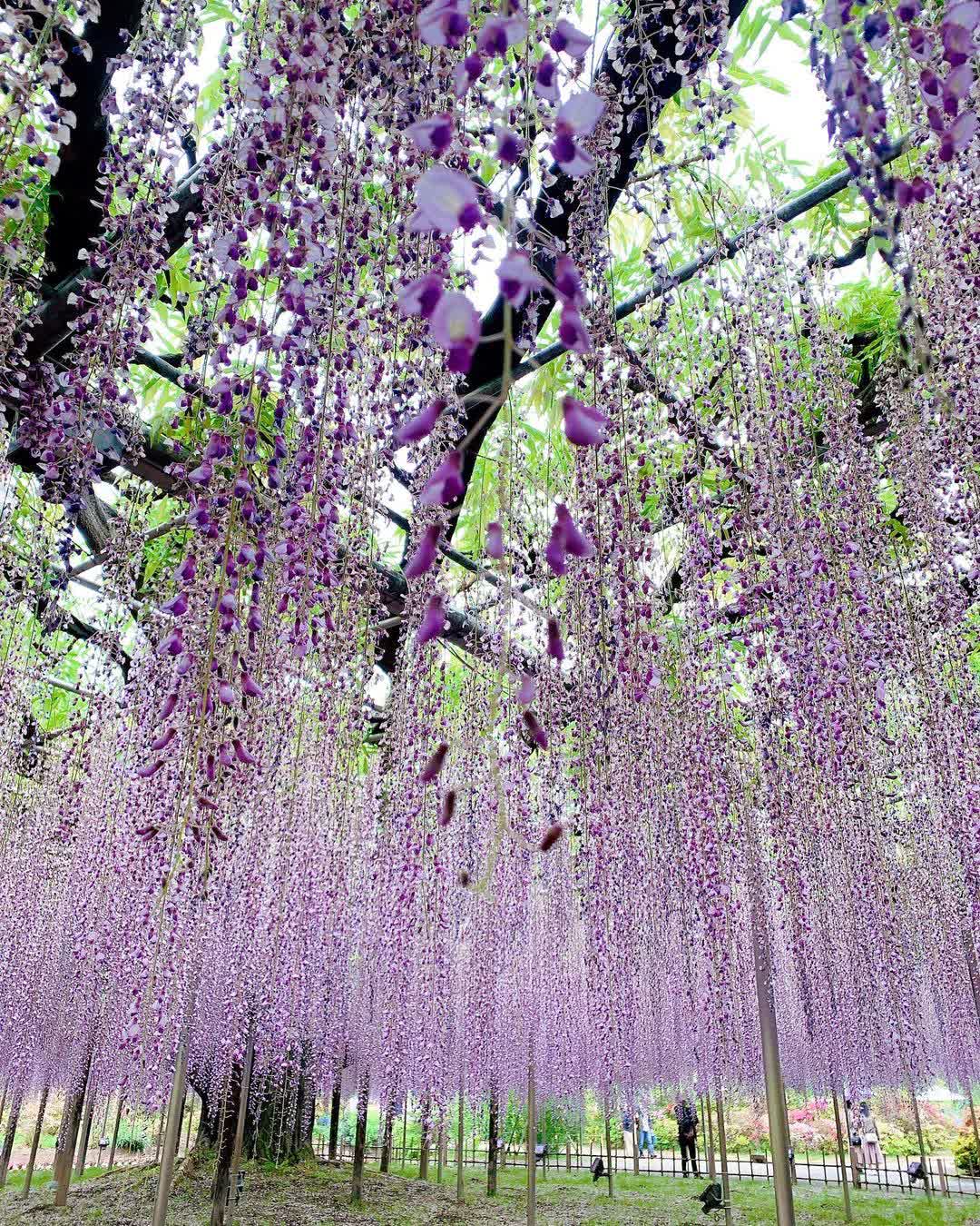 足利花卉公園 | 去趣 chicTrip