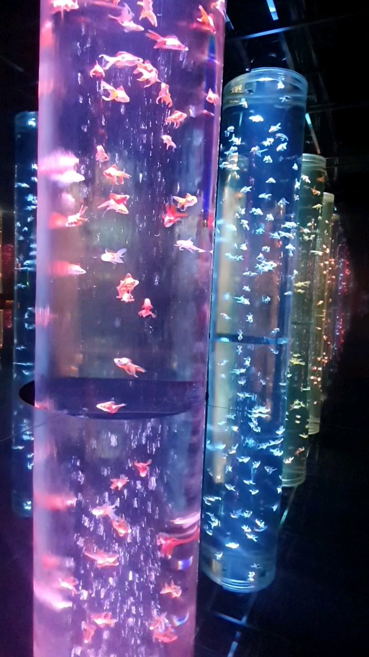 ART AQUARIUM MUSEUM 銀座金魚美術館 | 去趣 chicTrip