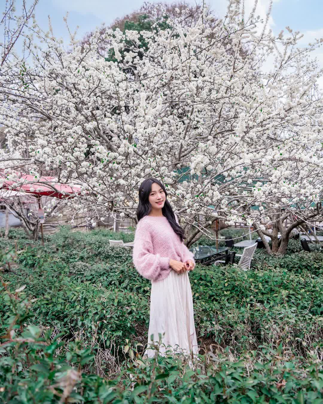 草坪頭玉山觀光茶園