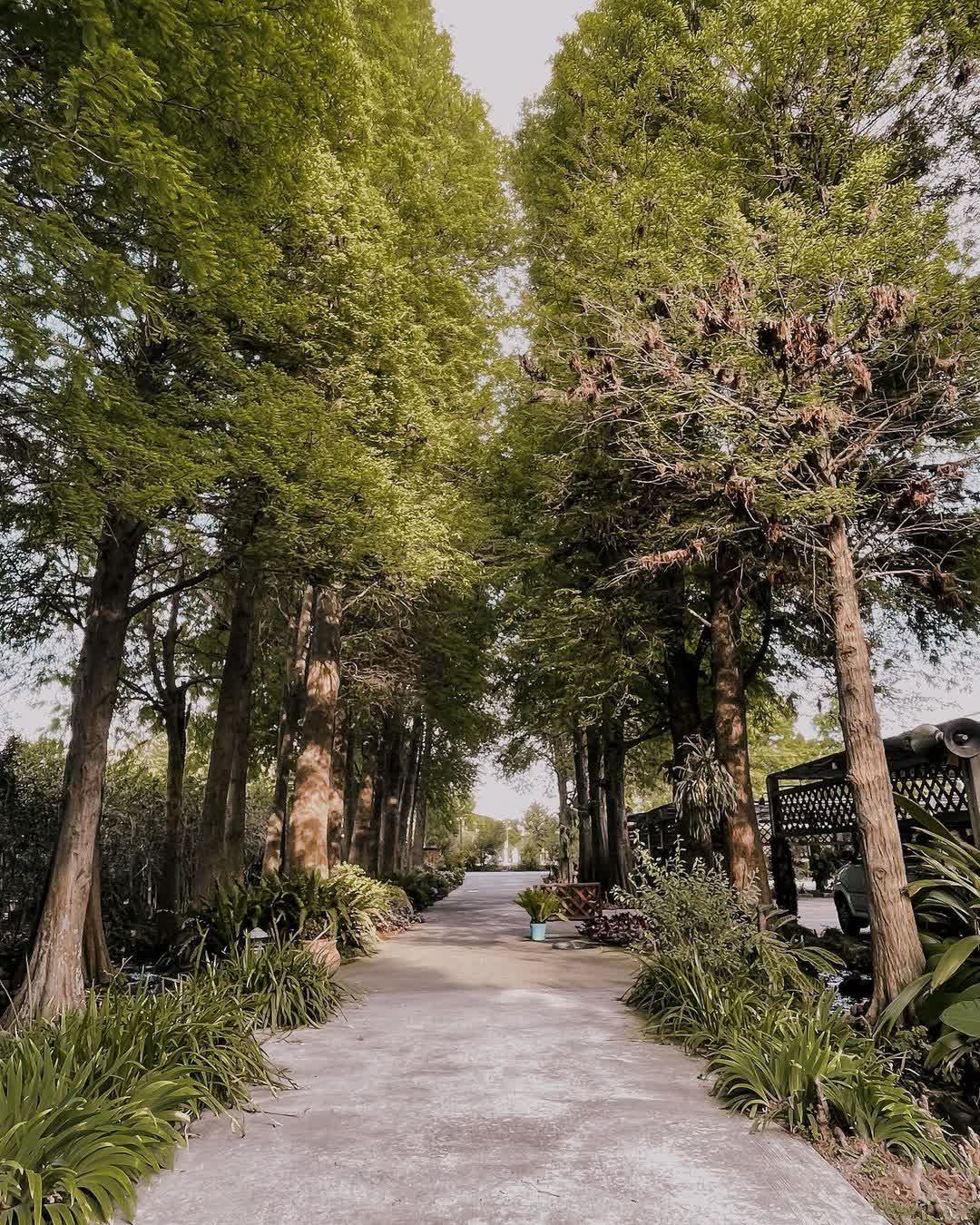 菁芳園 落羽松景觀餐廳 | 去趣 chicTrip