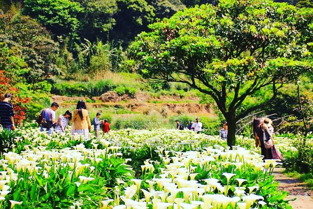 竹子湖 | 去趣 chicTrip