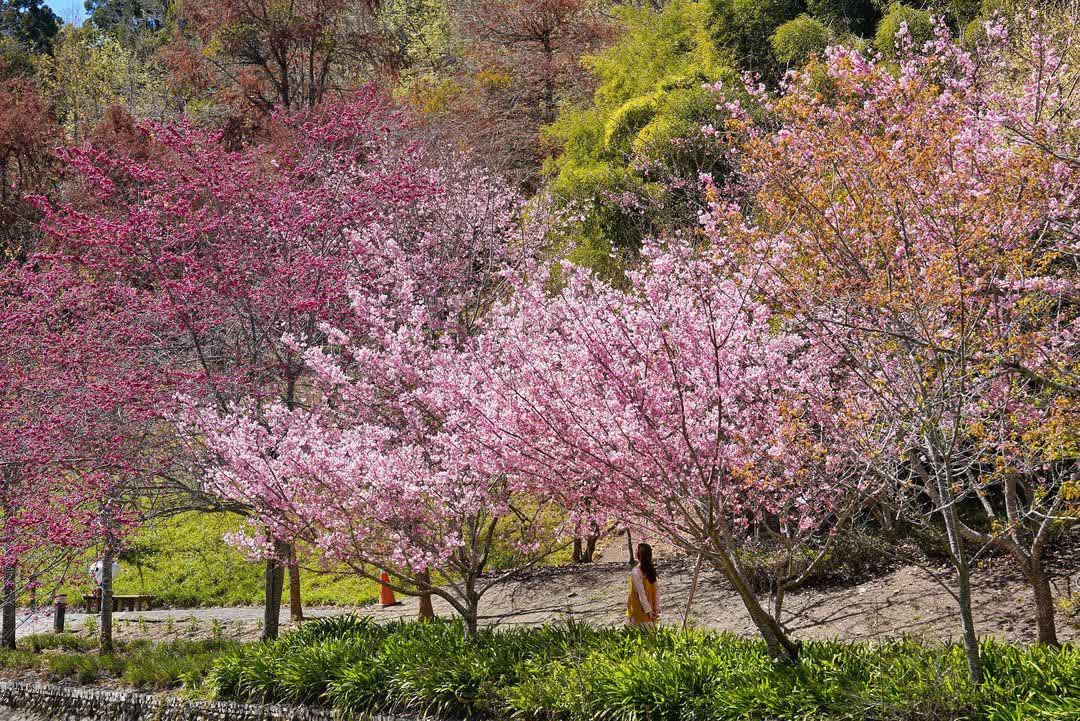 清境農場小瑞士花園 | 去趣 chicTrip