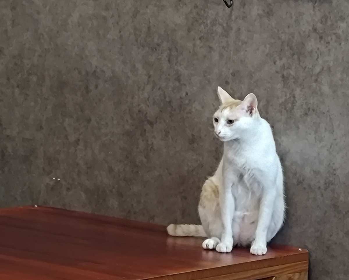 海島咖啡館｜貓咪咖啡館｜寵物友善 | 去趣 chicTrip