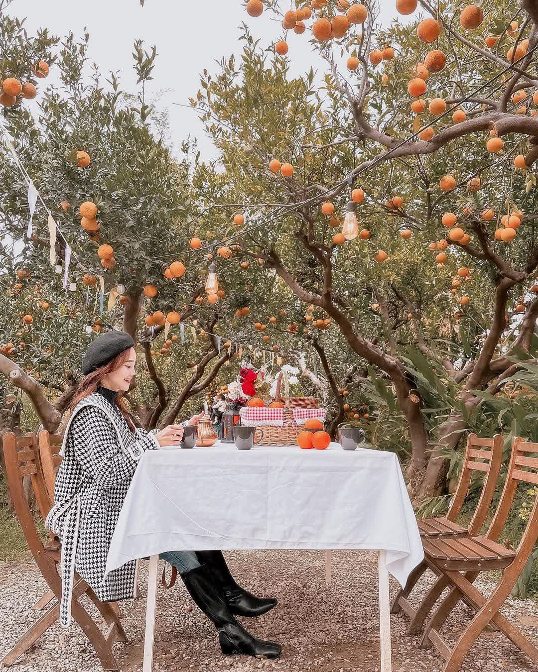 橙香森林 | 去趣 chicTrip