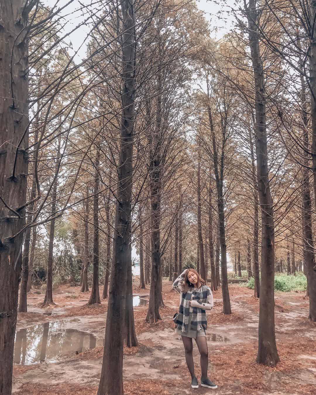 落羽松大道 | 去趣 chicTrip