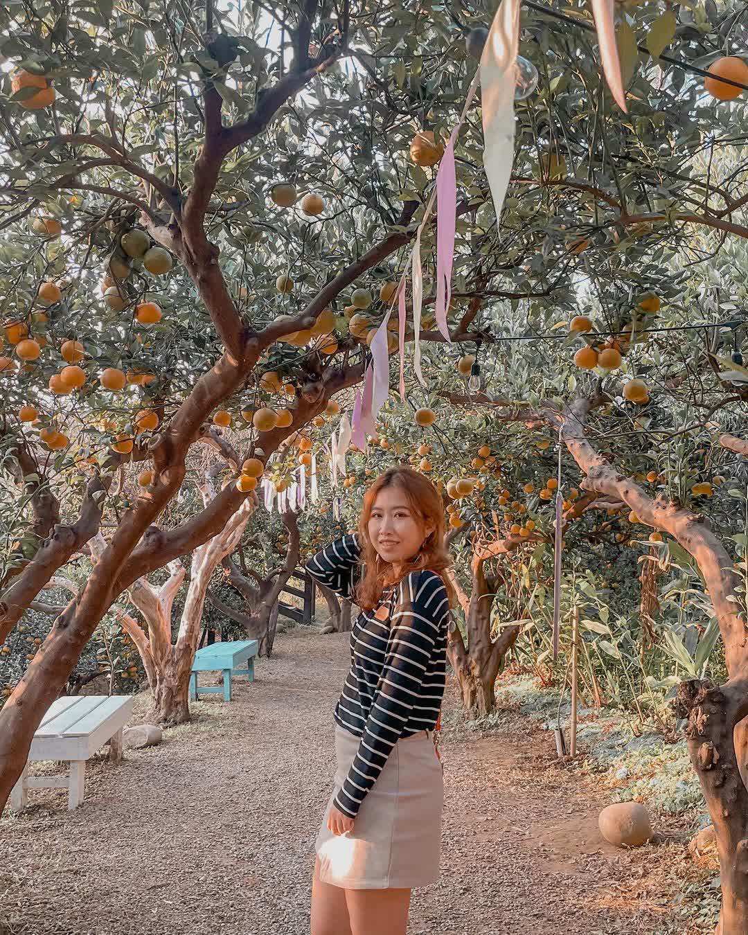 橙香森林 | 去趣 chicTrip