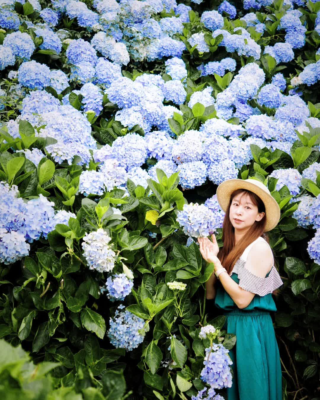 高家繡球花田-萬里第三園區2025年預計4月底開始至7月底 | 去趣 chicTrip