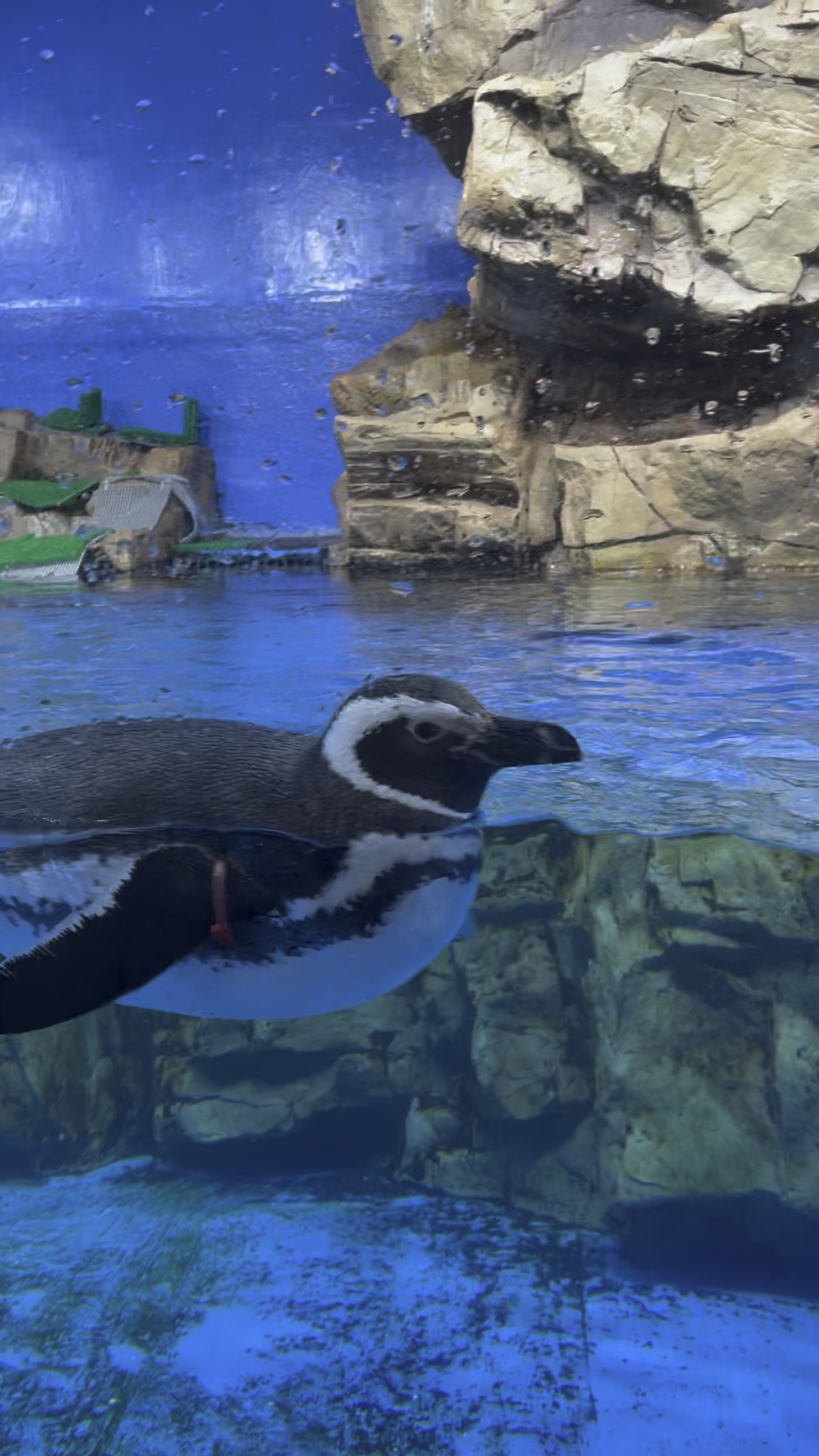 Xpark 水族館 | 去趣 chicTrip