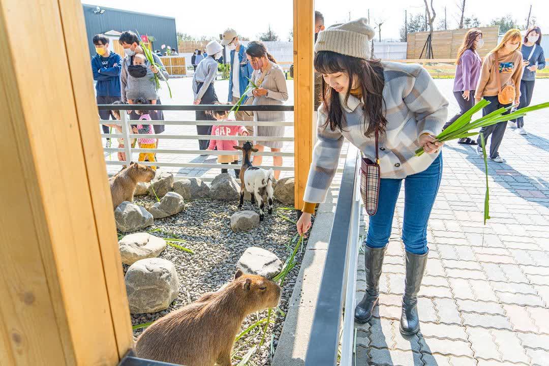 墾丁鹿ㄦ島水豚生態園區 | 去趣 chicTrip