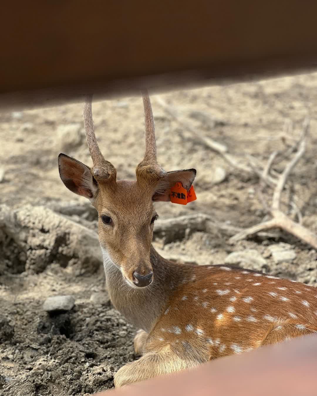 鹿境梅花鹿生態園區丨門票消費最高折抵140丨梅花鹿、水豚互動餵食丨室內親子DIY區丨親子遊戲區丨甜鹹輕食霜淇淋供應丨超可愛獨家紀念品丨奶茶、咖啡好喝 | 去趣 chicTrip