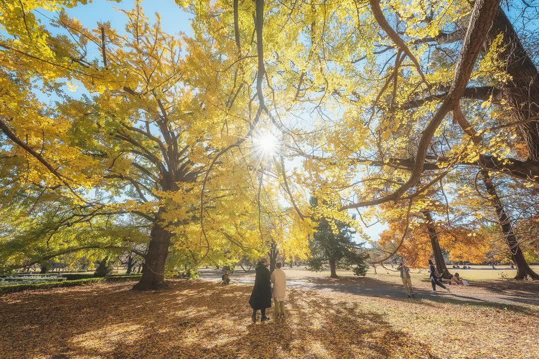 新宿御苑 | 去趣 chicTrip