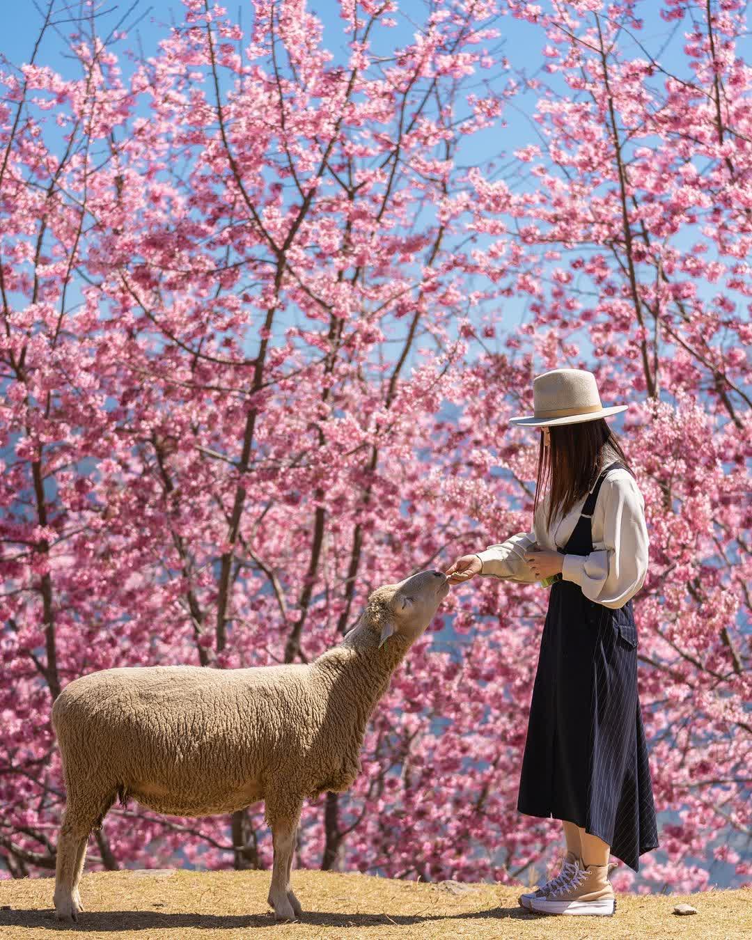 清境農場青青草原 | 去趣 chicTrip