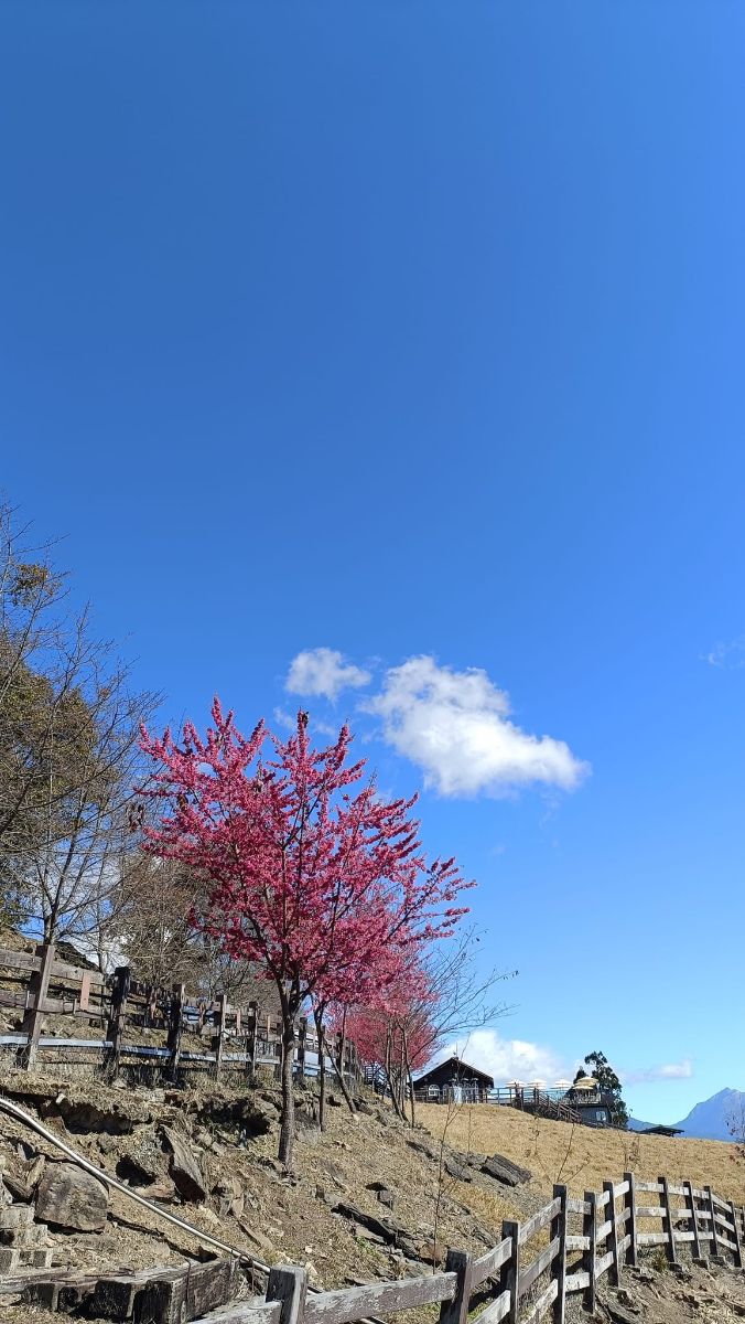 清境農場觀山牧區 | 去趣 chicTrip