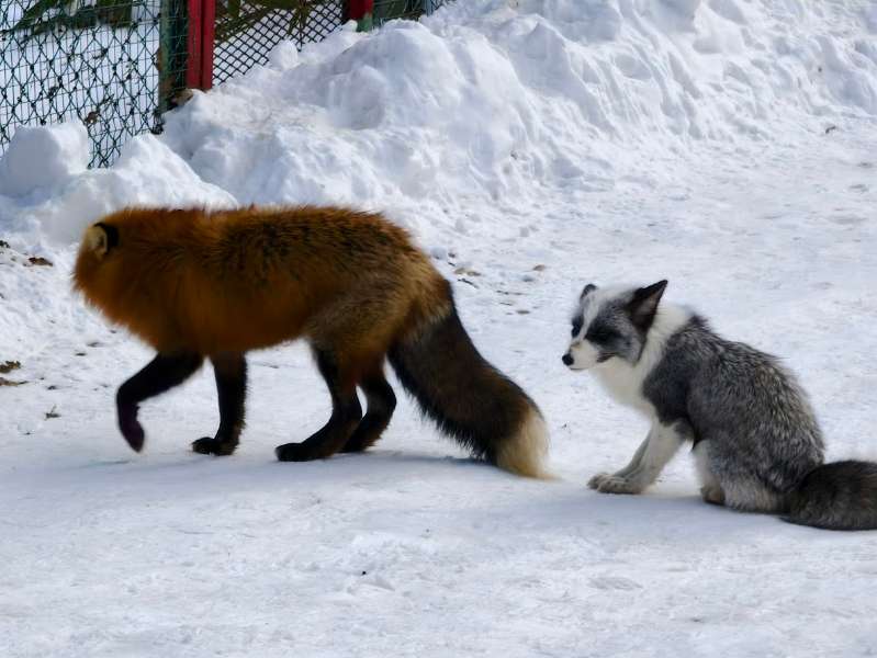 宮城藏王狐狸村 | 去趣 chicTrip