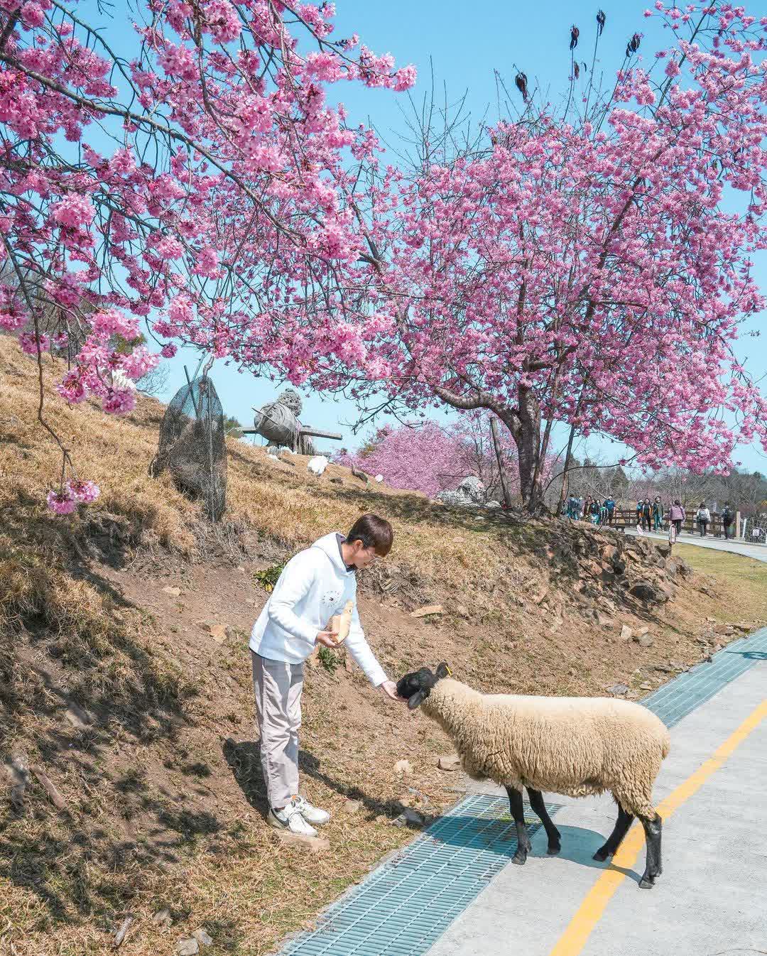 清境農場青青草原 | 去趣 chicTrip