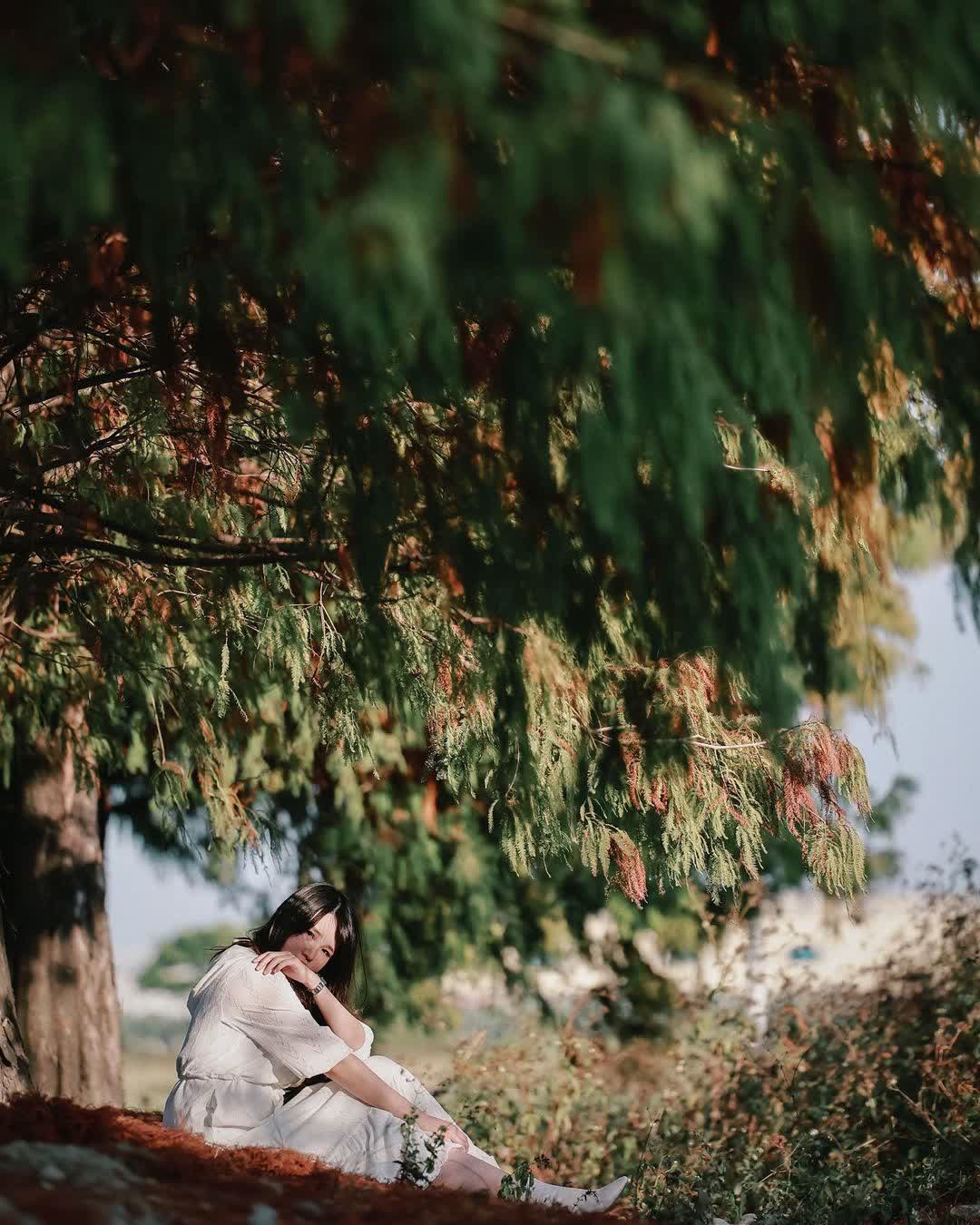 青埔落羽松秘境 | 去趣 chicTrip