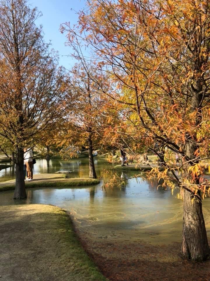 青埔落羽松秘境 | 去趣 chicTrip